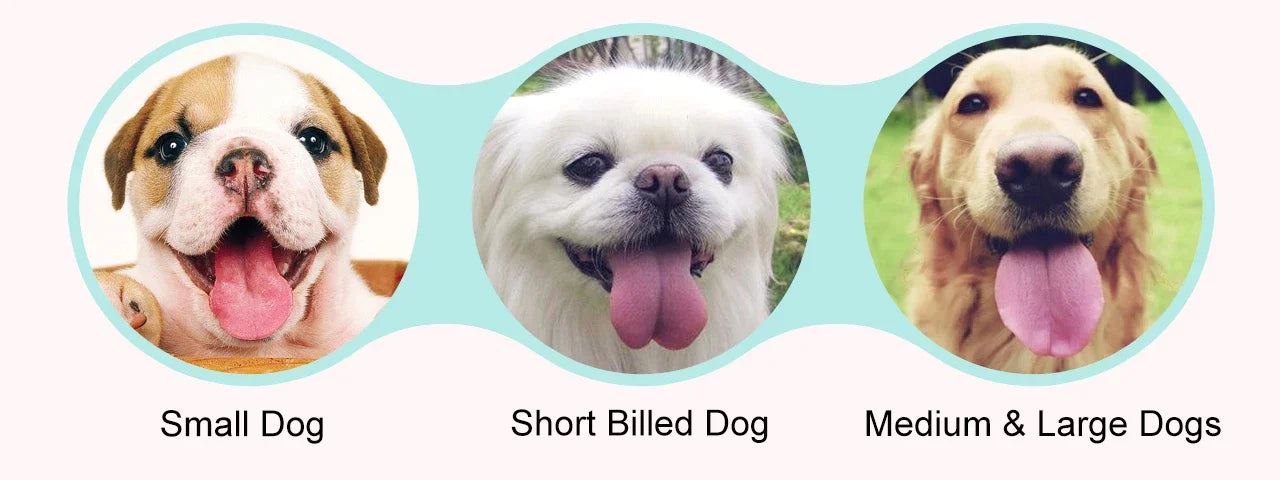 Praktische Hunde-Wasserflasche To-Go