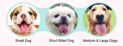 Praktische Hunde-Wasserflasche To-Go